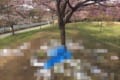 日本人として悲しい…桜の名所『都立舎人公園』が、ある朝こんな光景に