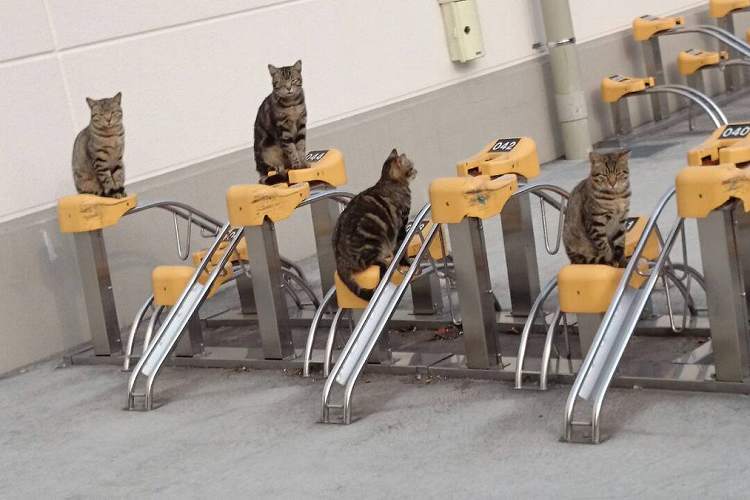 とめさせてニャるものか…!猫たちによる『駐輪させない部隊』がオモロ可愛い