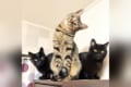 「考える猫である。」首をかしげるニャンコが爆発しそうな可愛さ【全4枚】