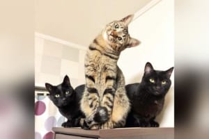 「考える猫である。」首をかしげるニャンコが爆発しそうな可愛さ【全4枚】