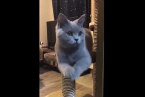 一体何の儀式なんだ！？一点を見つめて手招きを繰り返すニャンコが話題に！