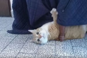 【動画】メタルのリズムにのってヘッドバンキングをするニャンコ