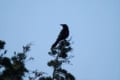 カラスの図々しさや賢さ、可愛らしさがとてもよく分かるツイートに反響!