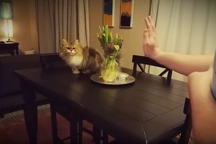 名前を呼ぶとハイタッチしにきてくれるニャンコがカワイイ♪