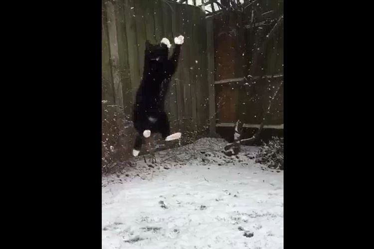 思いっきりジャンプして雪をキャッチするニャンコ!スローモーション動画に反響