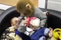 ママザルが子ザルにミルクをある姿が可愛すぎてキュン死レベル!