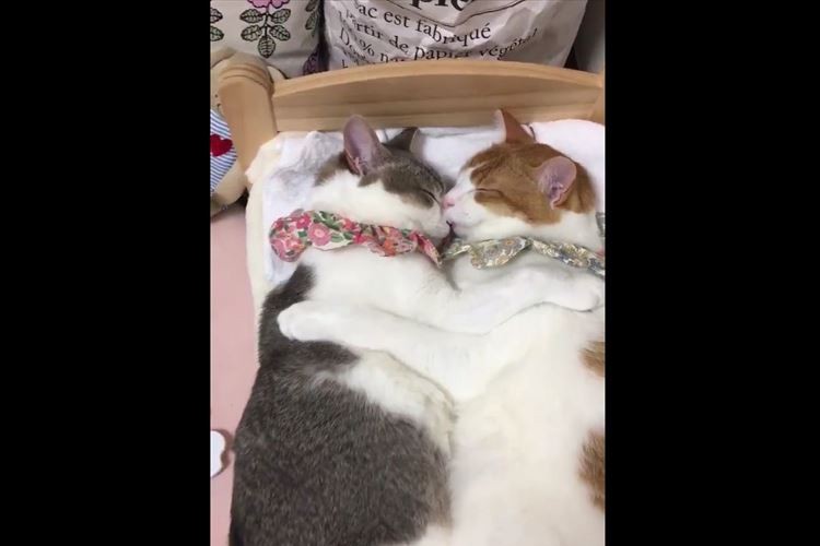 お気に入りのベッドで仲良く添い寝する双子のニャンコがとっても可愛い♪