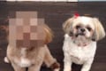 人面犬！？もう人の顔にしか見えないシーズー犬のヨギさんが話題に！