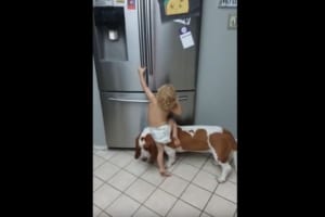 ワンコに乗って冷蔵庫から物を取ろうとする赤ちゃん…成功するも哀れな結末が待っていた