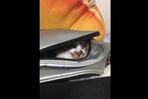 【動画】“まんまるおめめ”が破壊力抜群！？ニャンニャンロケット発射！