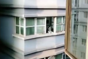 近所に住むハスキー犬に「アオーン」と呼びかけると「アオーン」と返してくれる