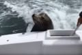 【動画】海釣りをしていたら…アシカがボートに飛び乗ってきてエサをおねだり
