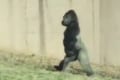 【動画】中に人間が入っているようだ…自然な二足歩行をするゴリラが話題に!