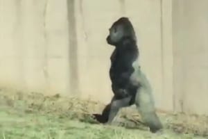 【動画】中に人間が入っているようだ…自然な二足歩行をするゴリラが話題に！