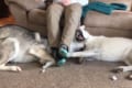 「ここがいいんだワン!」飼い主の足の下を奪い合うハスキー同士の争い