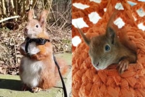 瀕死の状態のところを救われ、ペットとして飼われているリスがインスタで話題に！