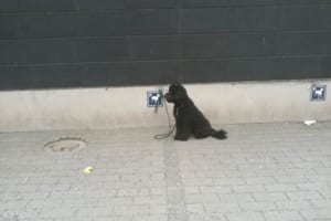 フィンランドのスーパーに設けられた犬用のパーキングスポットにさまざまな意見