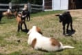 ヤギたちが暮らすファームに耳の聞こえないセントバーナードの子犬がやってきた。最初は打ち解けずもやがて…