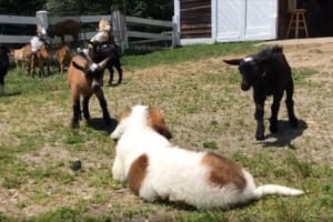 ヤギたちが暮らすファームに耳の聞こえないセントバーナードの子犬がやってきた。最初は打ち解けずもやがて…
