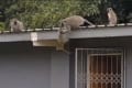 感動の再会に涙!3週間ぶりに家族の元に帰された子猿と母猿の再会シーンは泣ける