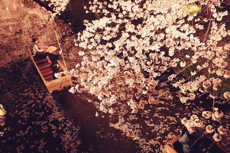 江戸の風情も感じる美しさ!川越の夜桜がめちゃくちゃキレイ