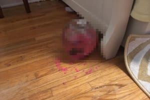 なにこの奇跡！金魚鉢が床に落っこちても、中で金魚が泳ぎ続けていた！