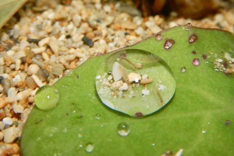 水滴の中に生命が…！よ～く見てみると中でヨコエビの仲間が泳いでいた！