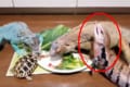 「ゴマちゃん、それどういう感情なの?(笑)」爬虫類たちの食事風景が可愛いと話題に