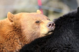 あったかくてモフモフ。気持ち良さそうに昼寝するクマが枕にしているのは…？