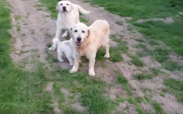 ゴールデン レトリバーを乗りこなす小さなワンコ 地面に落ちても再びひょいっと Fundo