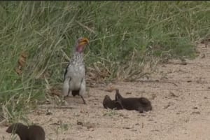 鳥の前で何度も「死んだふり」をするマングースが可愛すぎ！撮影者も思わず大笑い！