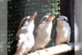 『友人たちのジョークが理解できずに取り残される人』みたいな鳥に思わず爆笑