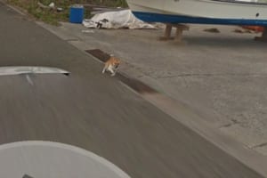 こいつかわいすぎる！種子島のストリートビューに映るGoogleカーを追いかけるワンコ