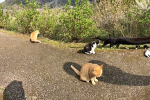 【パノラマ撮影あるある】猫ちゃんたちを撮ったら一匹が歩き出して凄いことに！