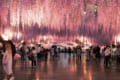 降り注ぐ花のシャンデリア!あしかがフラワーパークの藤の花が夢の絶景!
