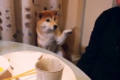 ちょいとちょいと…お父さんに気づいてほしい柴犬の手ぶりがまるで人間みたい!