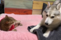 猫パンチをくらったハスキー犬。思わず出ちゃった泣き言が超カワイイ!!