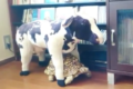 【めちゃカワカメ】牛を連れて歩くカメ！？知らぬ間にぬいぐるみとお散歩しちゃうカメさんがかわいい