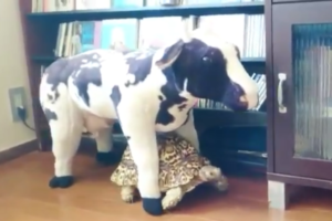 【めちゃカワカメ】牛を連れて歩くカメ！？知らぬ間にぬいぐるみとお散歩しちゃうカメさんがかわいい