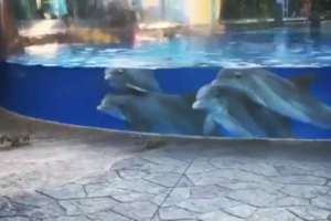 リスに興味津々！人間の子どものようなイルカたちの反応がかわいいと話題