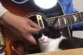 【勝ち目ゼロ】撫でて欲しいネコ VS ギターを弾きたいひと【目に見えた勝負】