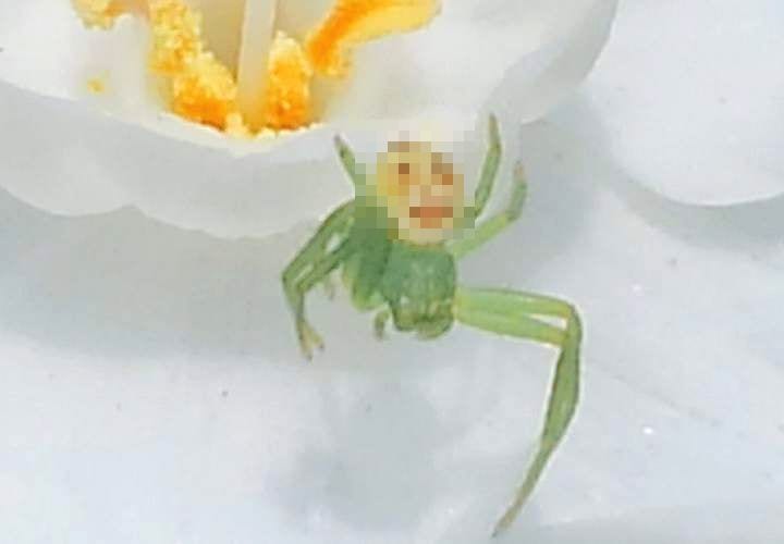 この表情ヤバい…(笑)『陽気なオジサンの顔した蜘蛛』が発見される【腹筋崩壊注意】