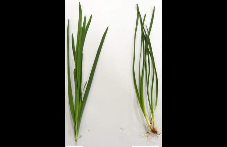 【注意喚起】『ニラ』と有毒の『スイセン』を間違えて口にし、食中毒になる事案が発生