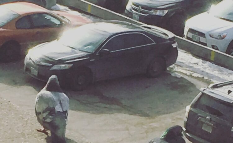 嘘だろ！？駐車場をうろつく巨大な鳩が！これは一体どういうことなのか！？