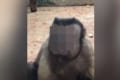 まるでビックリしたオッサンみたいな顔をしたサル!中国の天津動物園
