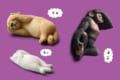 動物たちが顔をおさえて眠る!?ユニークなカプセルトイ「みないで寝」が登場!