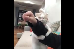 “ドラゴンボールのカリン様”のような貫禄ある顔立ちで甘えん坊なニャンコ♪