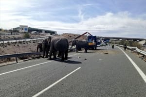 サーカスに出演するゾウを輸送中のトラックが横転する事故…動物保護団体が抗議