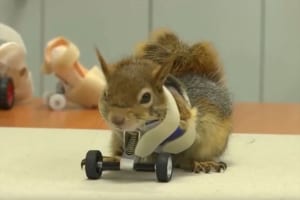 罠に挟まれて前足を失ってしまったリス…世界初リスのための義足で元気に動き回る