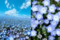 一面を埋めつくす青の絶景!今年もネモフィラの花が見頃に